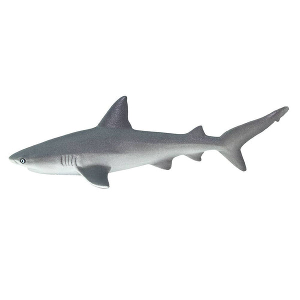 Gray Reef Shark - 100099