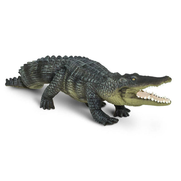 Saltwater Crocodile - 262629