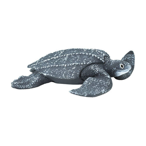 Leatherback Sea Turtle - 202429