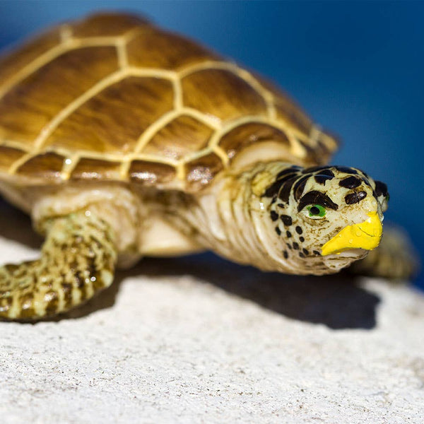 Loggerhead Turtle - 220229