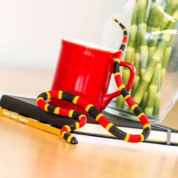 Coral Snake Baby - 263329