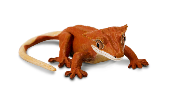 Crested Gecko - 100344