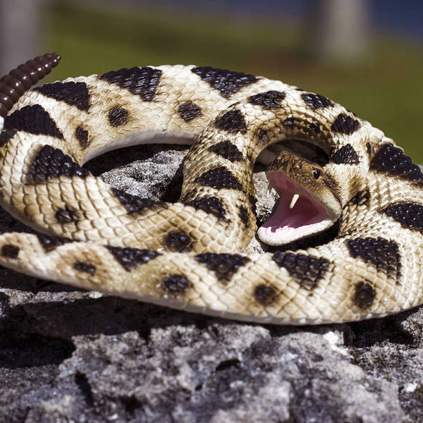 Eastern Diamondback Rattlesnake - 269329