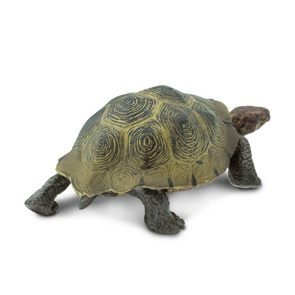 Desert Tortoise - 295329