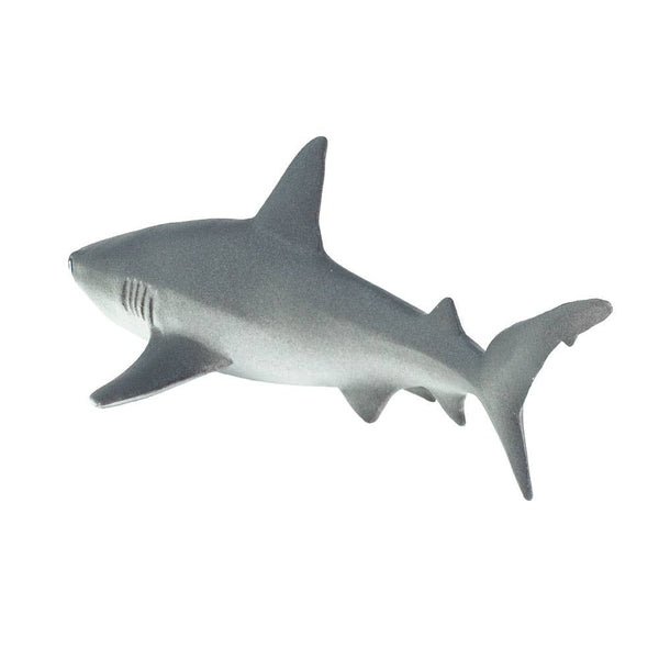 Gray Reef Shark - 100099