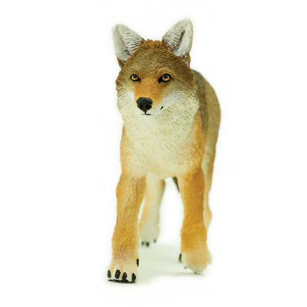 Coyote - 113089