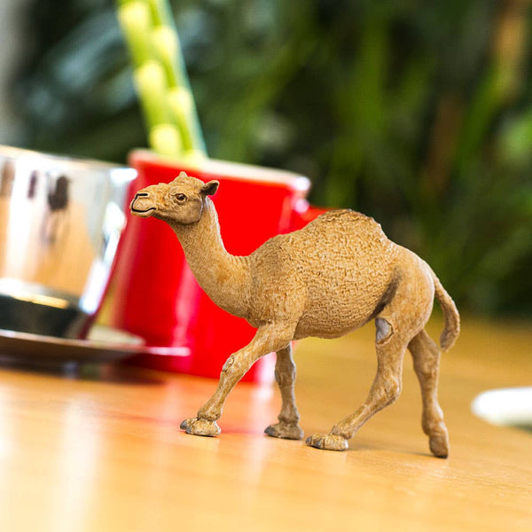 Dromedary Camel - 222429