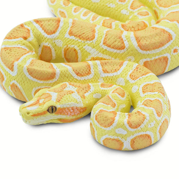 Albino Burmese Python - 100250