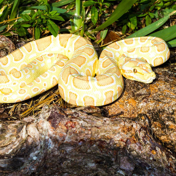 Albino Burmese Python - 100250