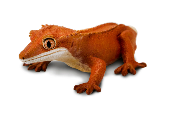 Crested Gecko - 100344