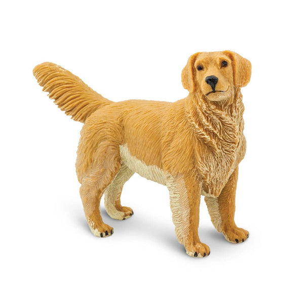 Golden Retriever - 253129