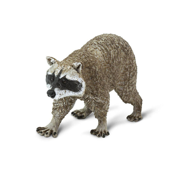 Raccoon - 223029