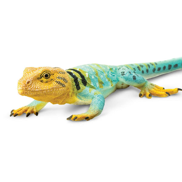 Collared Lizard - 271029