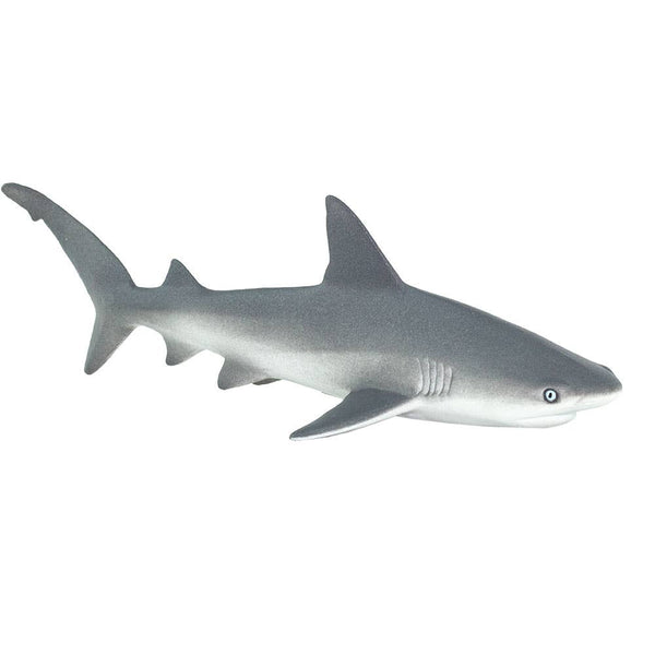 Gray Reef Shark - 100099