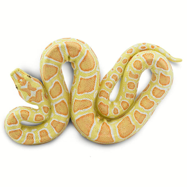 Albino Burmese Python - 100250