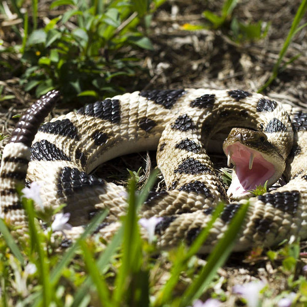 Eastern Diamondback Rattlesnake - 269329