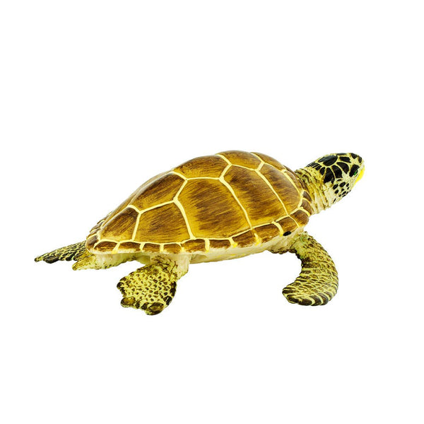 Loggerhead Turtle - 220229