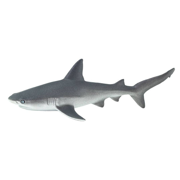 Gray Reef Shark - 100099