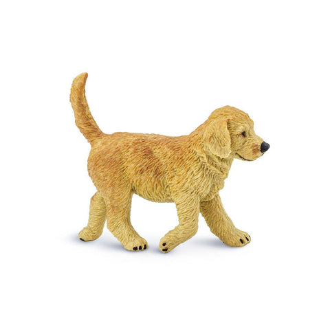 Golden Retriever Puppy - 253229