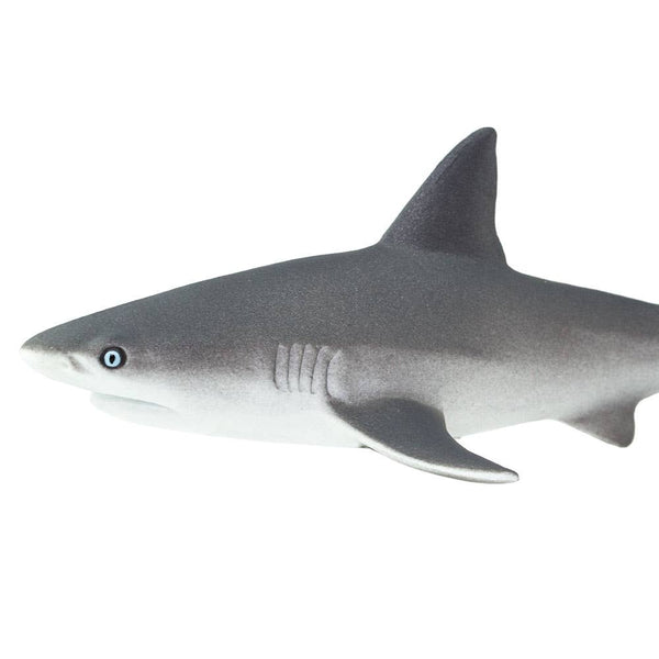 Gray Reef Shark - 100099