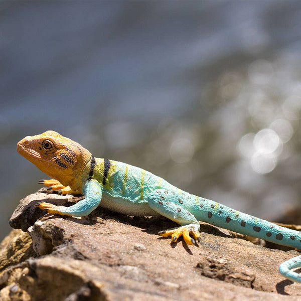 Collared Lizard - 271029