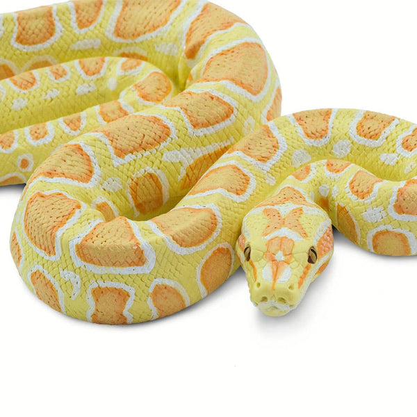 Albino Burmese Python - 100250