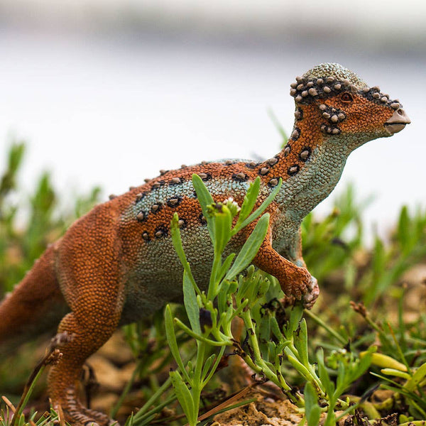 Pachycephalosaurus - 100350