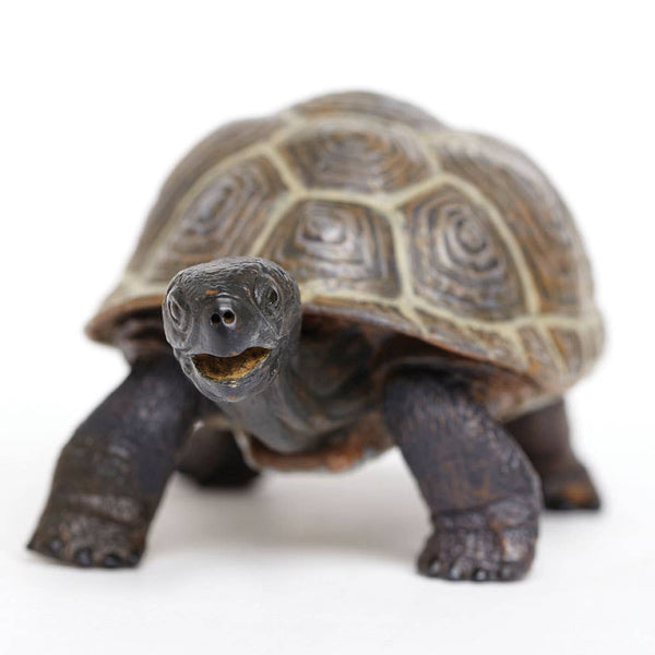 Tortoise Baby - 260829