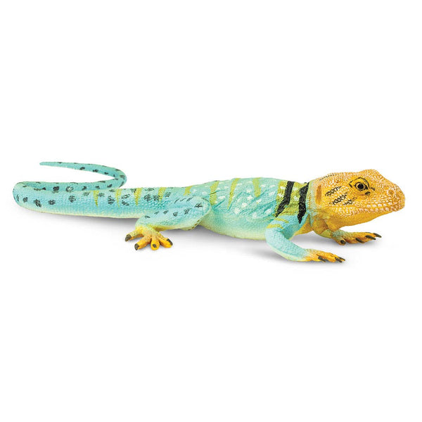 Collared Lizard - 271029