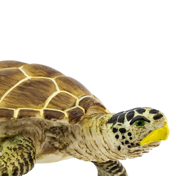 Loggerhead Turtle - 220229