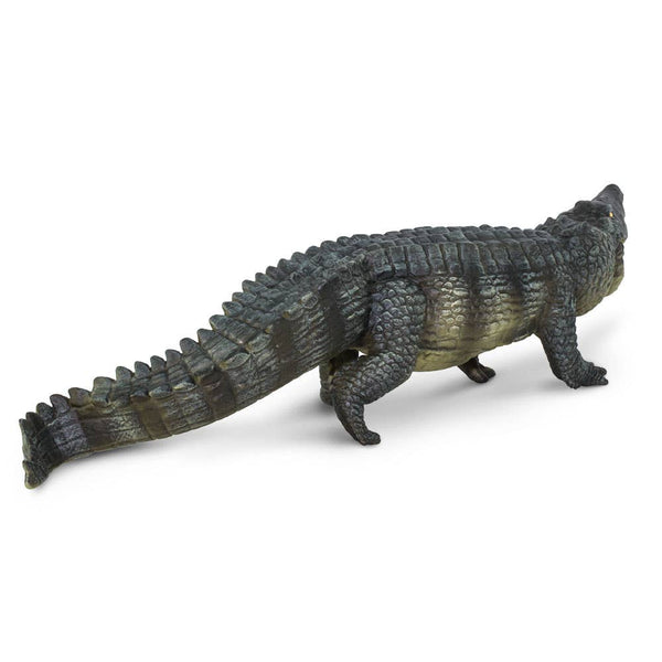 Saltwater Crocodile - 262629