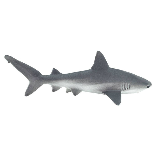 Gray Reef Shark - 100099