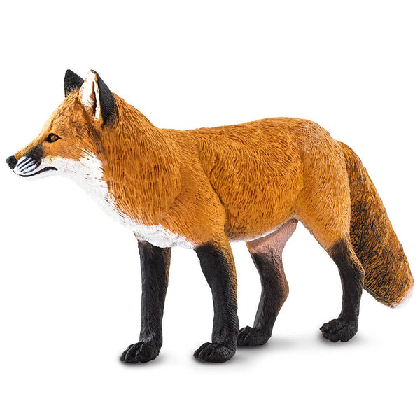 Red Fox - 100361