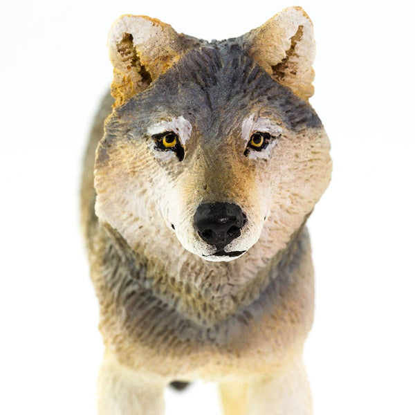 Gray Wolf - 100509