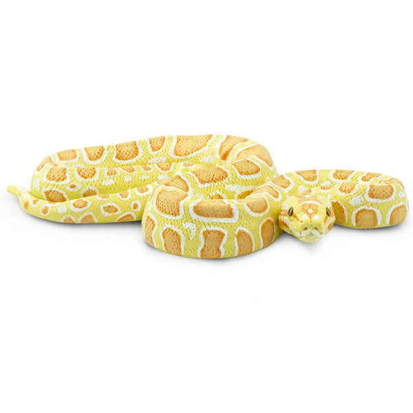 Albino Burmese Python - 100250