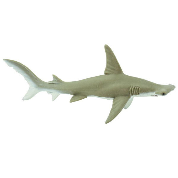 Hammerhead Shark - 274829