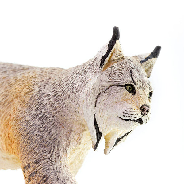 Lynx - 181829