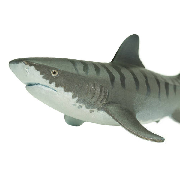 Tiger Shark - 202229