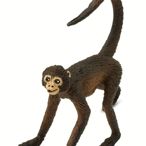 Spider Monkey - 291629