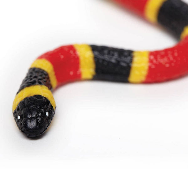 Coral Snake Baby - 263329