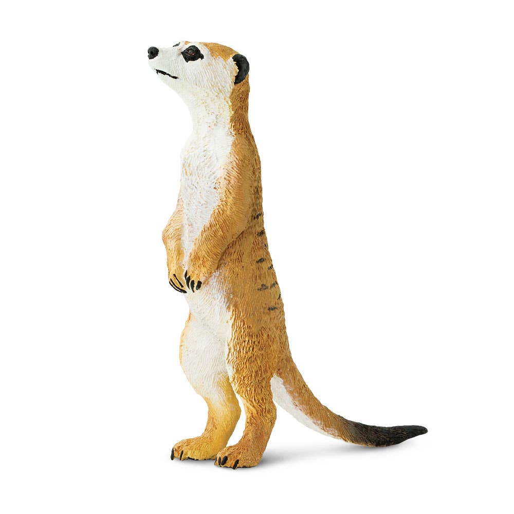 Meerkat - 224629