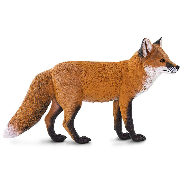 Red Fox - 100361