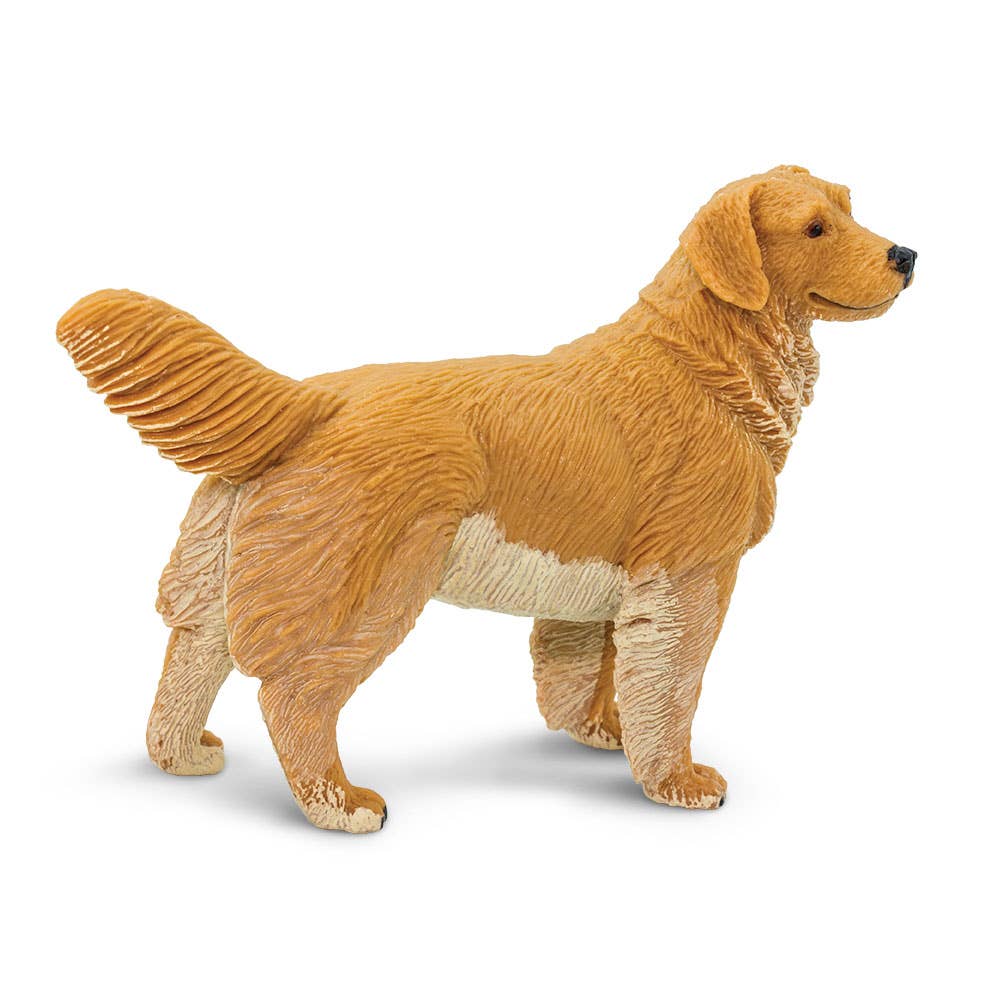 Golden Retriever - 253129