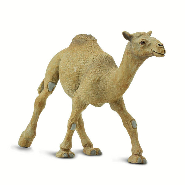 Dromedary Camel - 222429