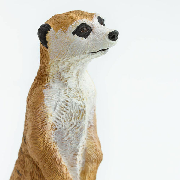 Meerkat - 224629