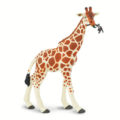 Reticulated Giraffe - 268429