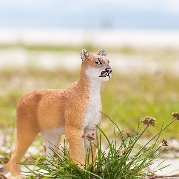 Florida Panther - 100105