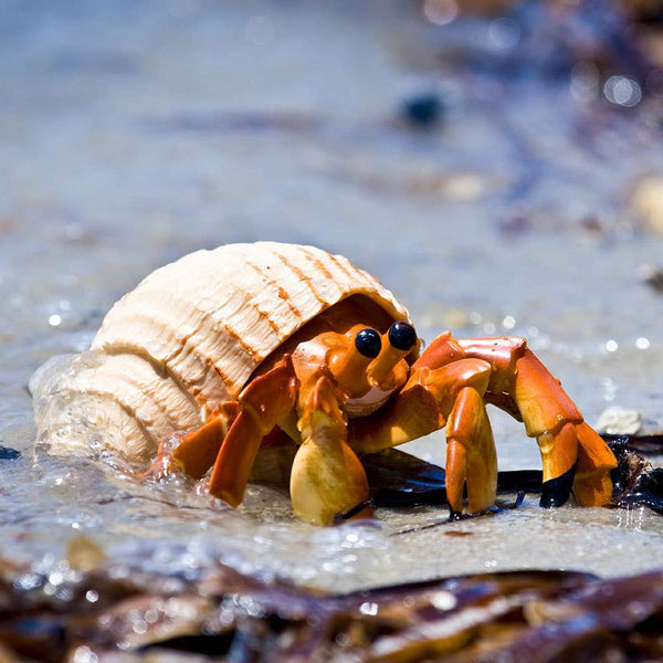 Hermit Crab - 267529