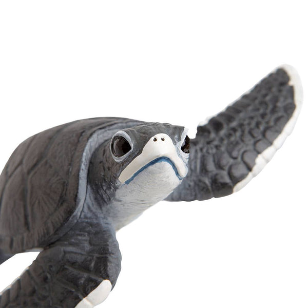 Sea Turtle Baby - 268129