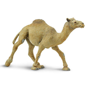 Dromedary Camel - 222429